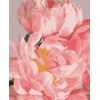Картина за номерам Ніжні півонії (PNX1970) 50*60 см.