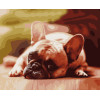 Картина за номерами Французький бульдог (PNX6034) 50*60 см.