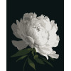 Картина за номерами Біла півонія (PN0179) 40*50 см. 