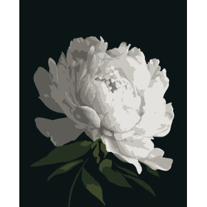Картина за номерами Біла півонія (PN0179) 40*50 см. 