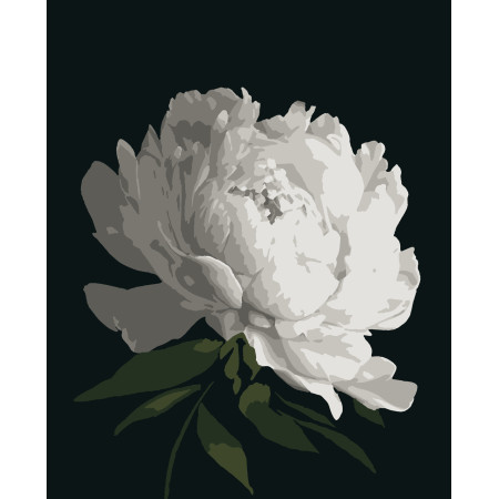Картина за номерами Біла півонія (PNX0179) 50*60 см.